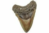 Fossil Megalodon Tooth - North Carolina #226505-1